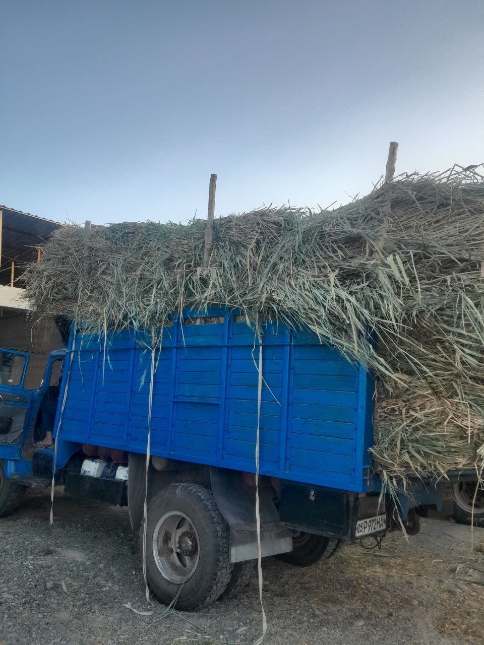 Qamish — tabiiy, sifatli