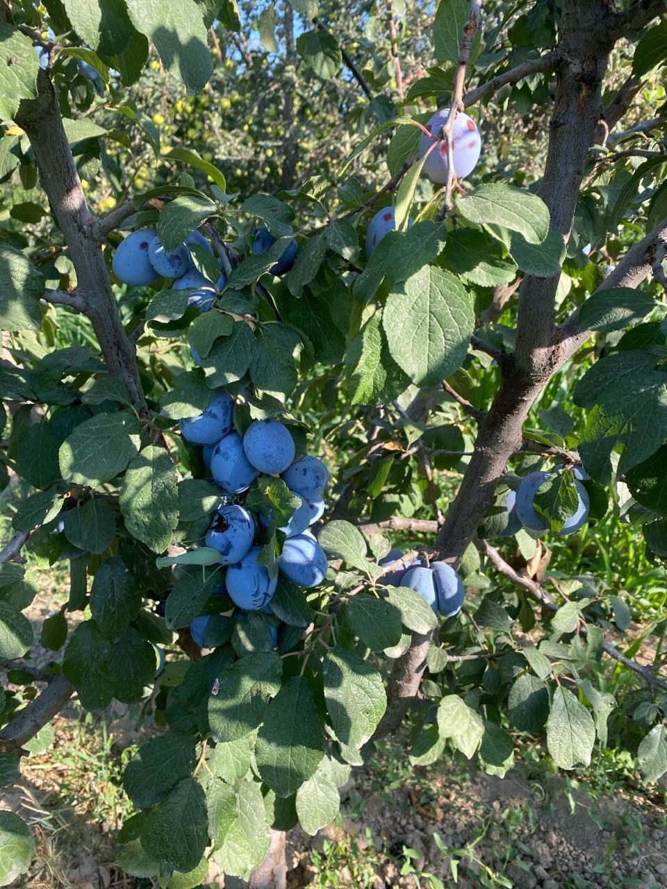 Serbiya — sotiladigan g'aynoli