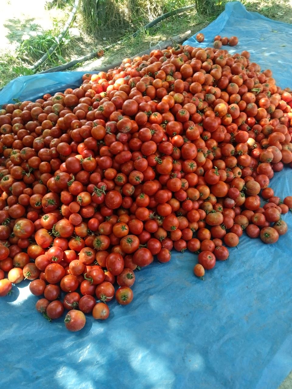 Pomidor