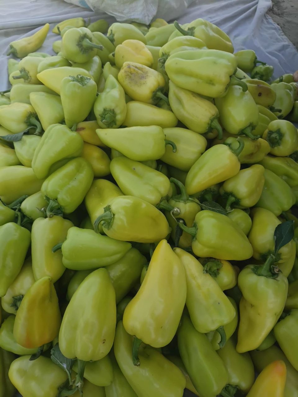 Palyot balgar — 300-400 kg