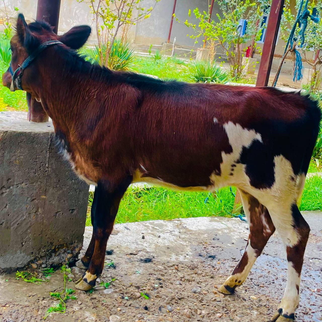 ONA BOLA SIGIR YIP ICH ZOR SOGʻLOM ZOR MOL BOLASI