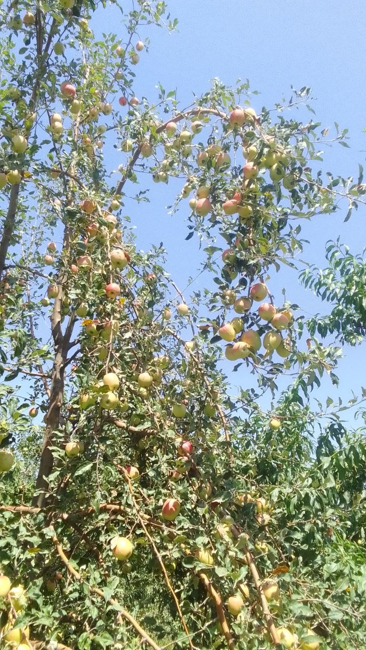 Qirg'iz qandil olma bor 100 tup manzil Qorayontoq