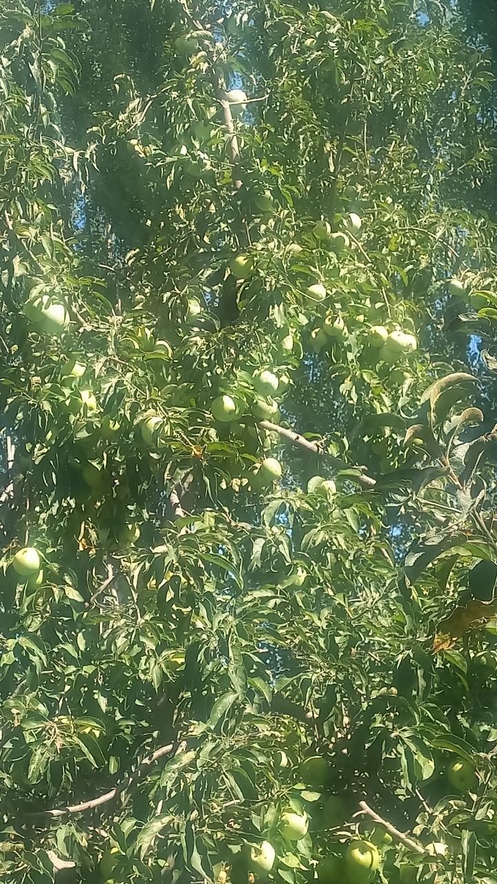 Semenka — sifatli, yangi