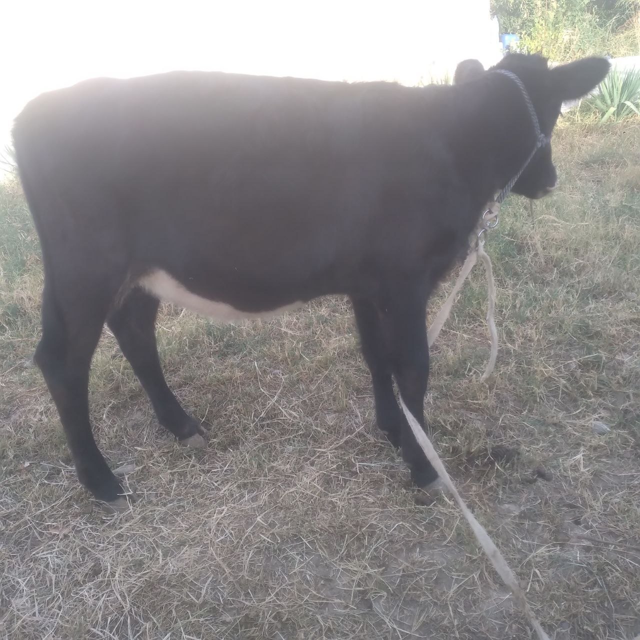 Tona — 9500 mln so'm