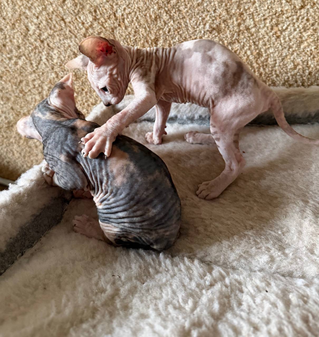 Kanadali sphynx mushukchalari — 4 ta kuchli kuchik