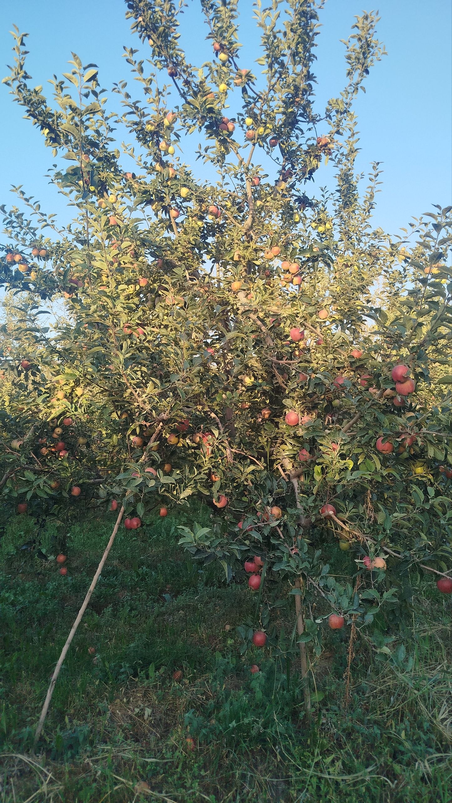Fargona Quvasoy krepson olma 2 gektar