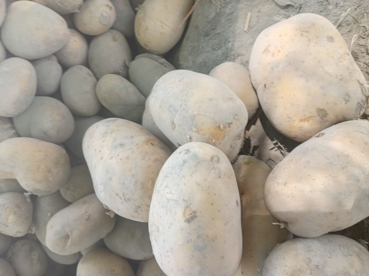 Arizo‘na — 10 tonna