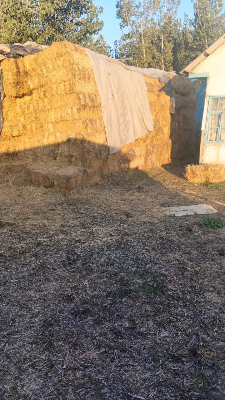 Somon press bor Namangan viloyati norin tumanida
