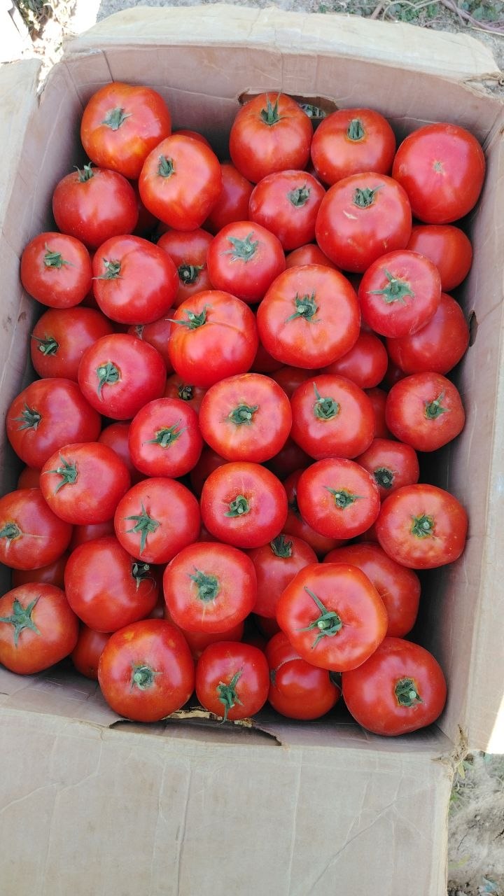 Pomidor — yangi, sifatli
