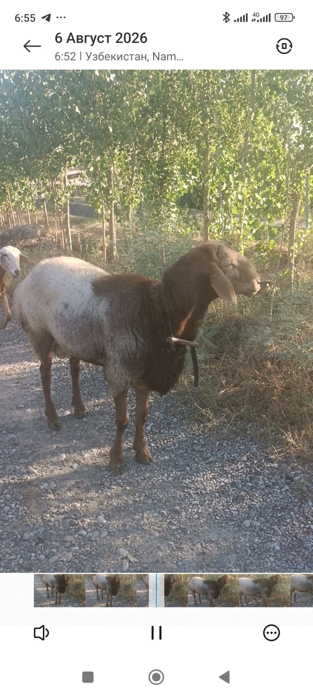 Qochqor — sotishga tayyor