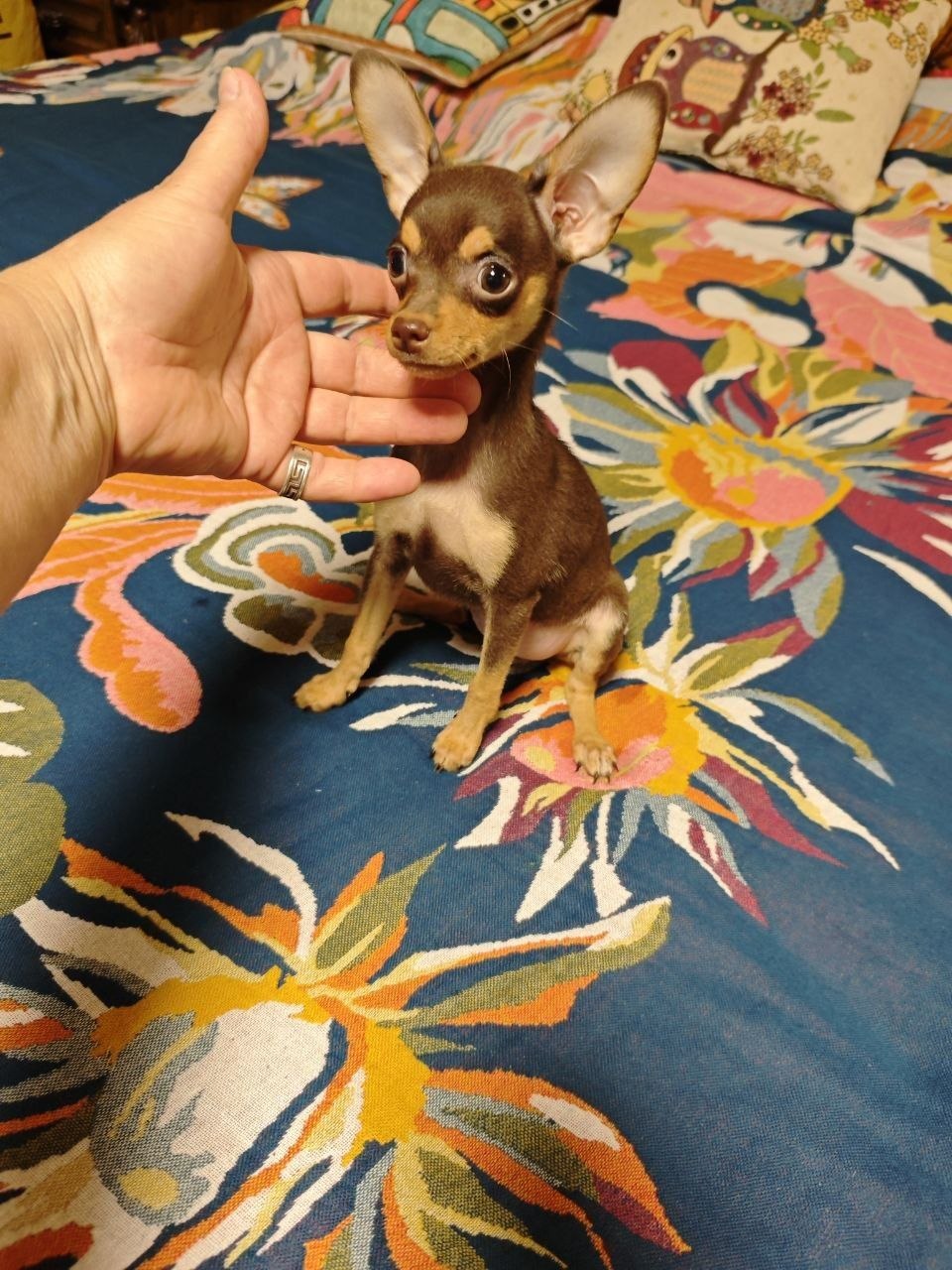 Toy terrier kuchli kuchuk — 3 oylik, sog'lom