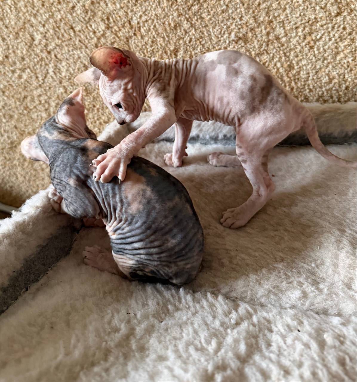 Kanadali sphynx mushukchalari — 4 ta kuchli kuchik