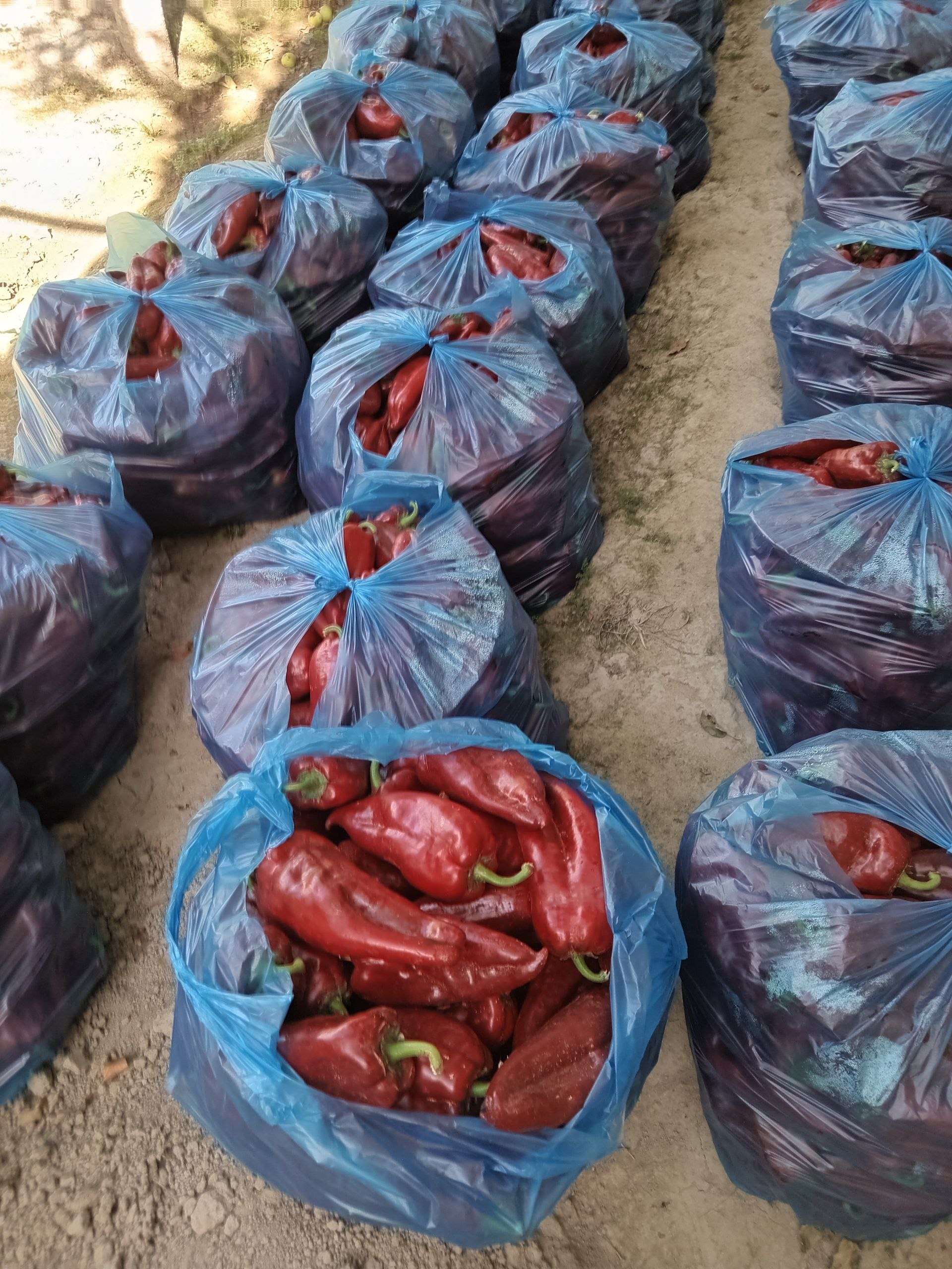 Turetiski balgar — 14 kg, 35 ta paket