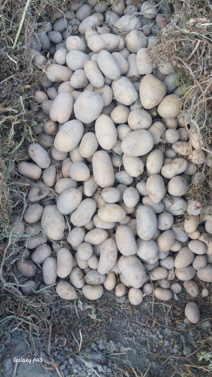 Kartoshka sotladi qiz oq