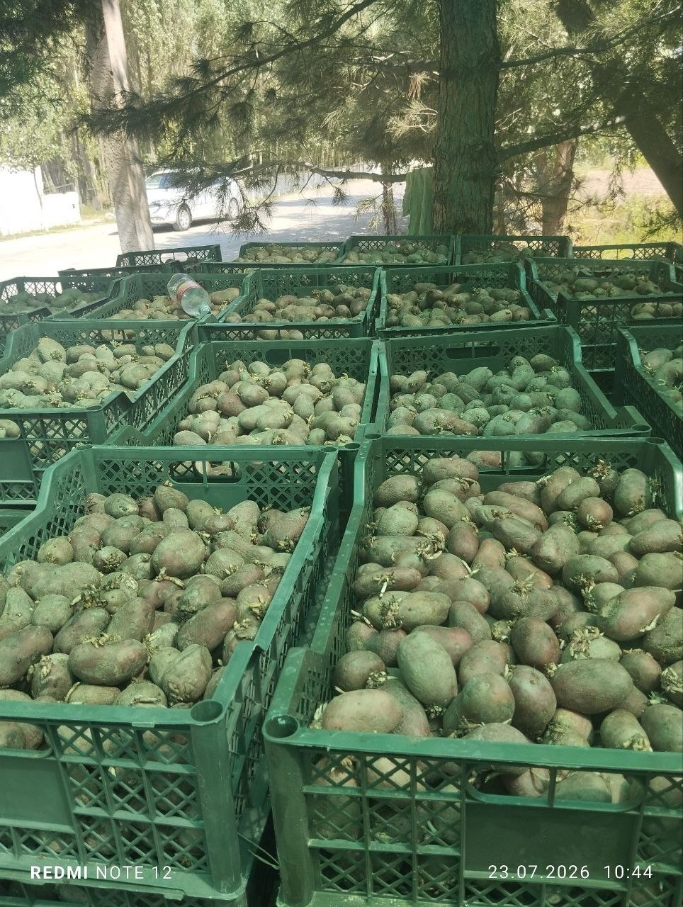 1500 kg pokiston esma — sifatli