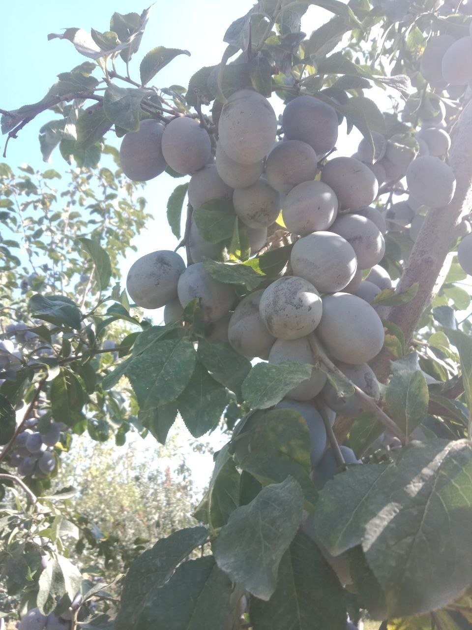Chorni panteriya — 1 tonna, holati yaxshi