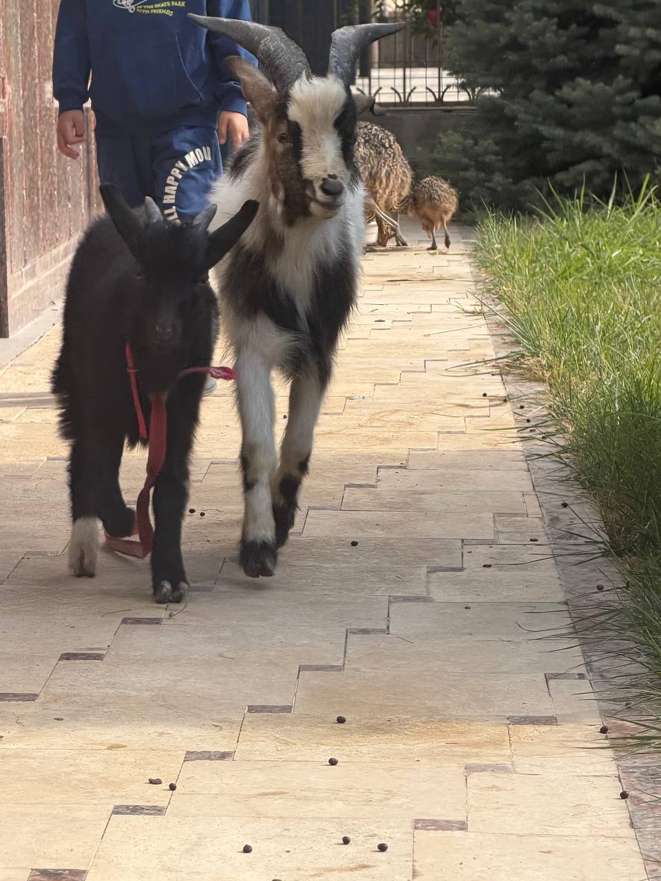 Komerun echkisi 2 tasiyam taka