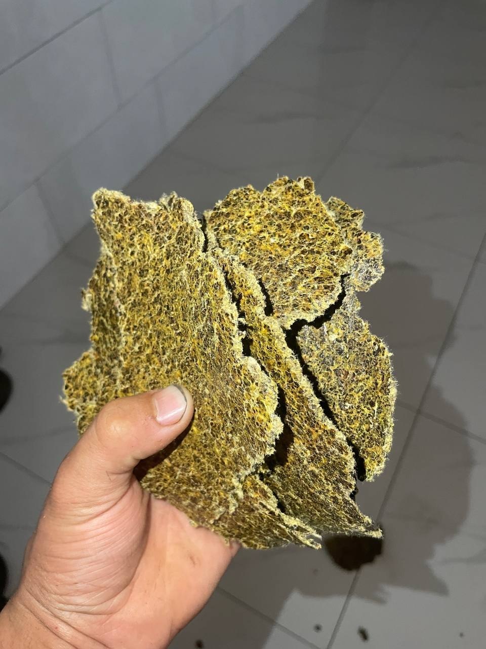 1/1 chigitdan chiqqan paraxa kunjaramiz bor