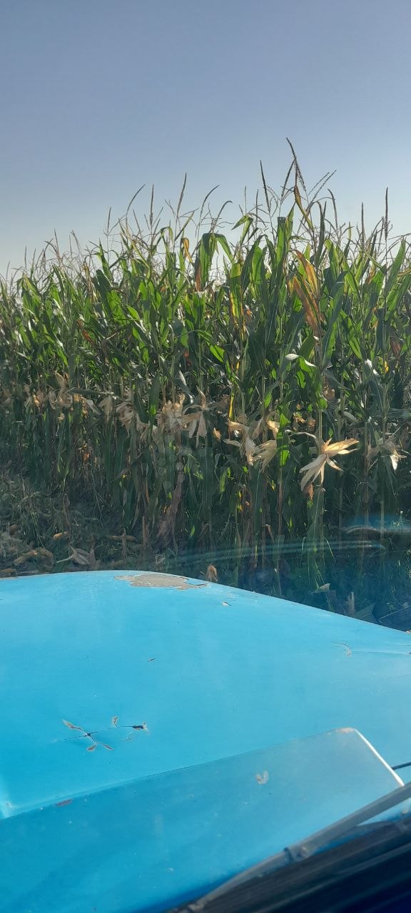 Donsiz silos yetkazib beramiz tel +99 8