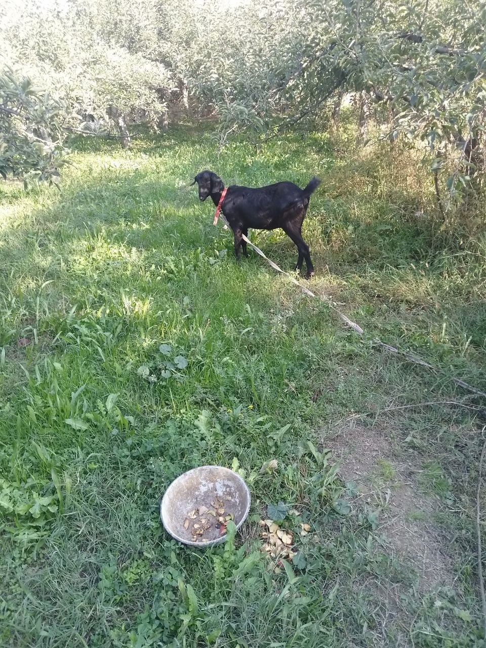 Shu echkimiz