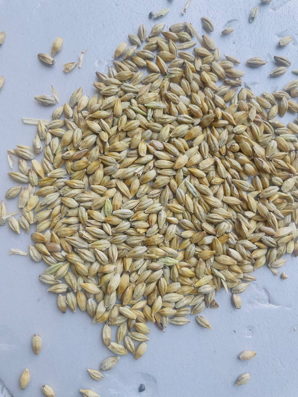Arpa — yaxshi sifat, rangli