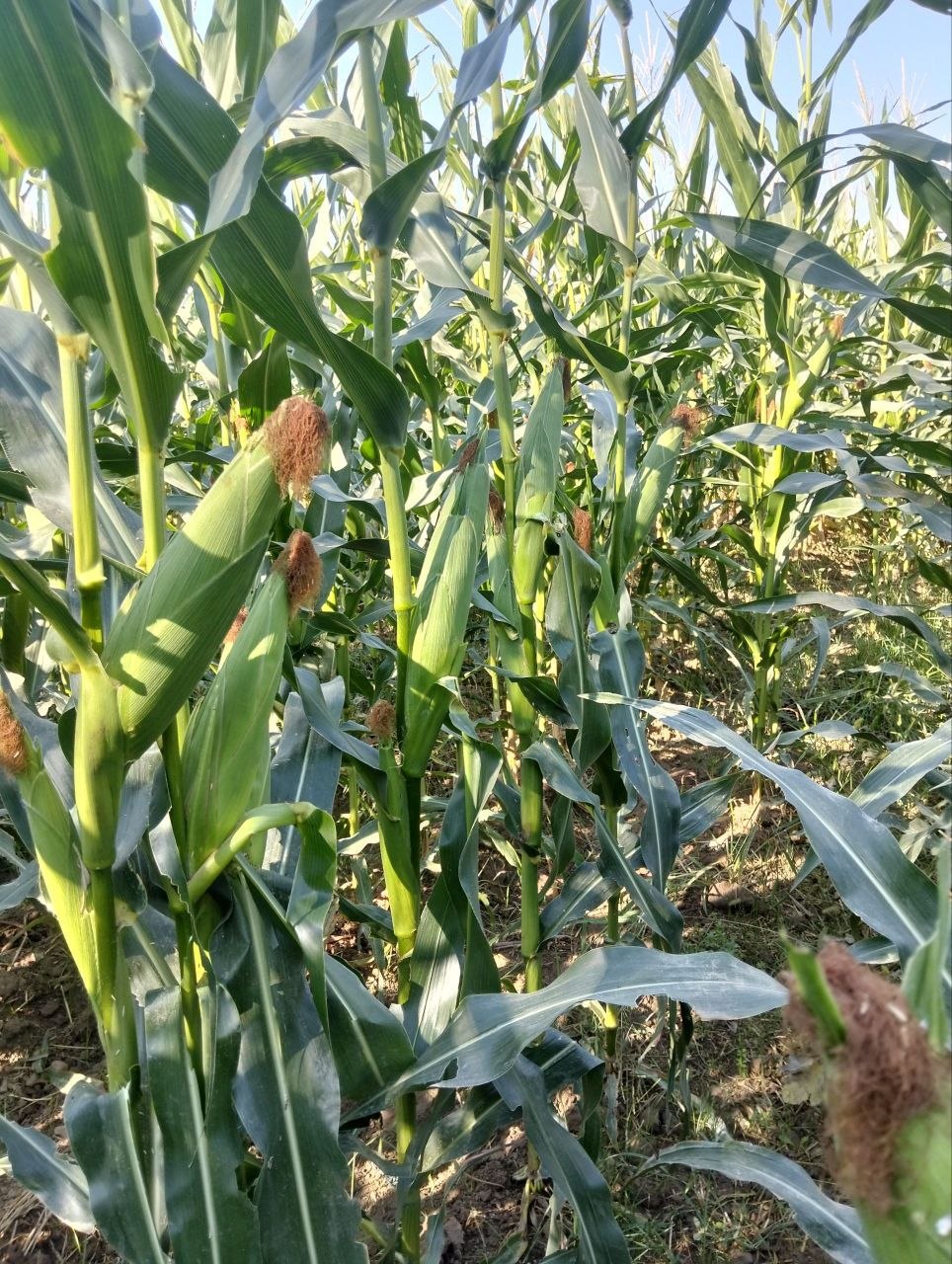 9 gektar 100 foiz donli silos 17-18 oktyabr kunlari