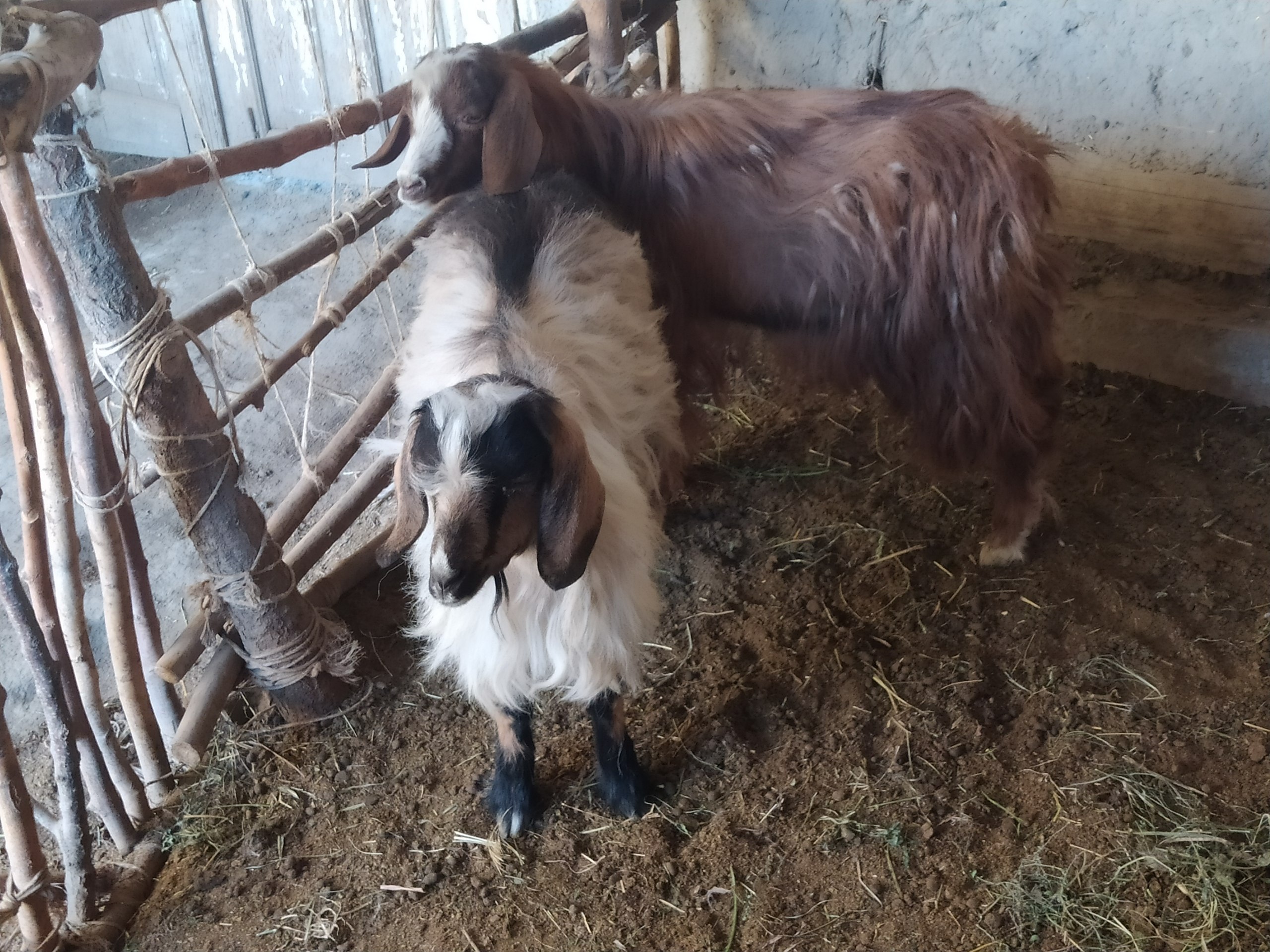 Echki — 3 ta, sog'lom va kuchli