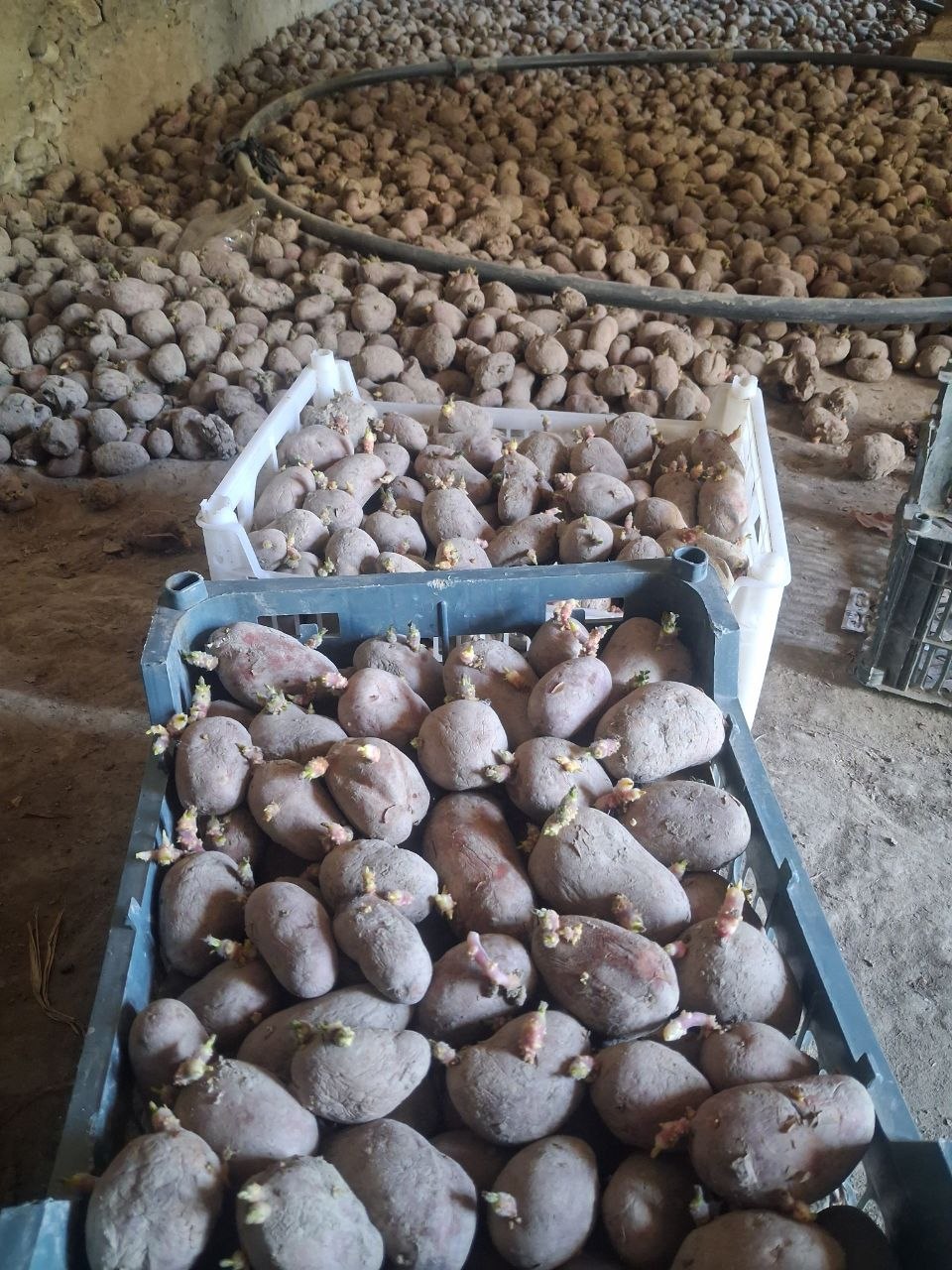 Tayyor esma — 400 kg tayloqda