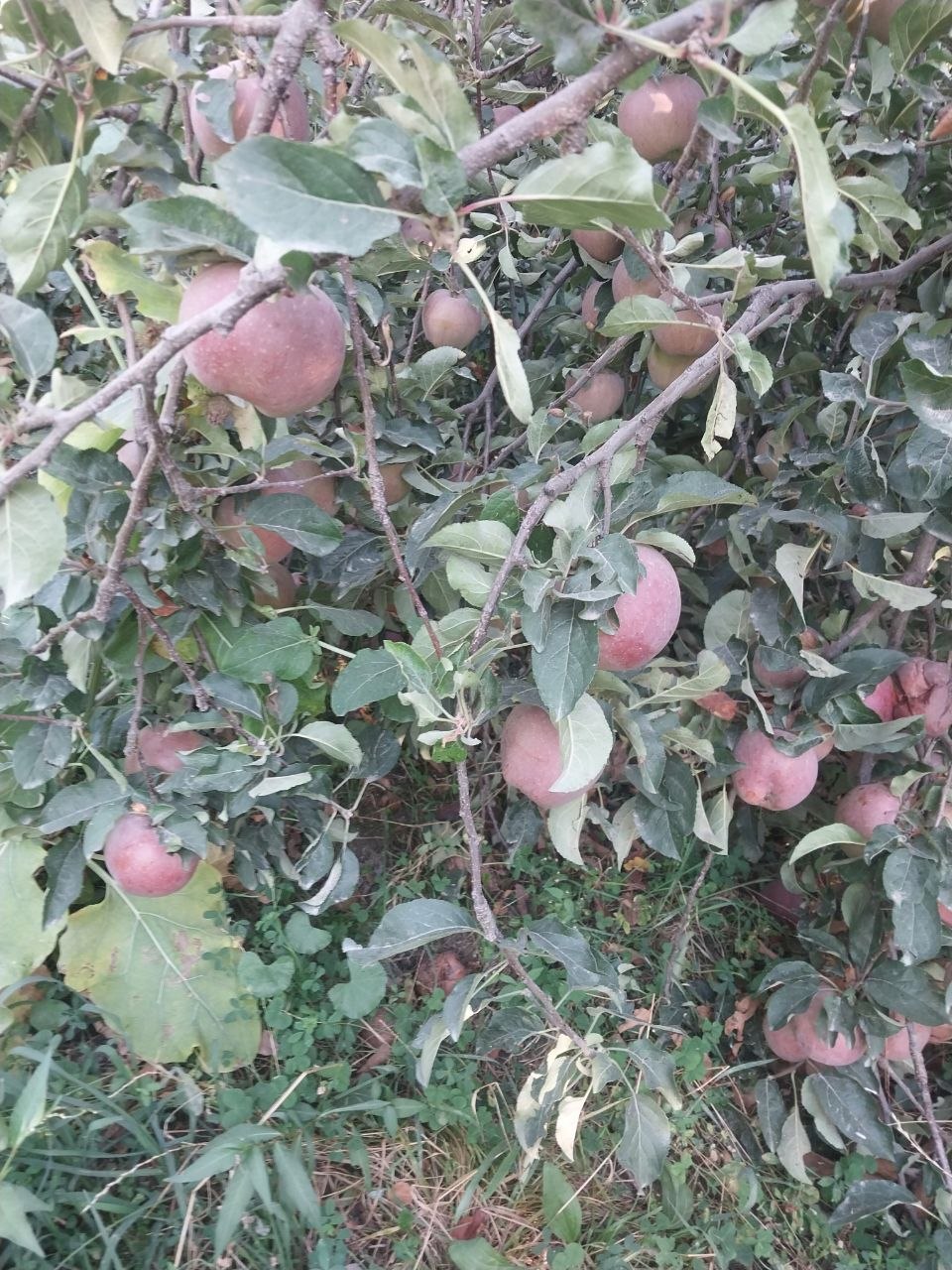 Shunaqa olmalar bor