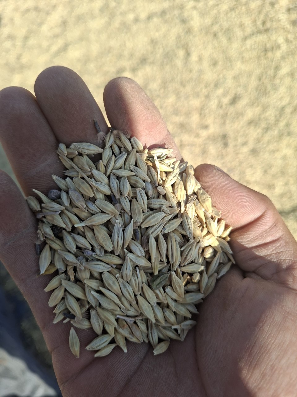 Arpa 35 77