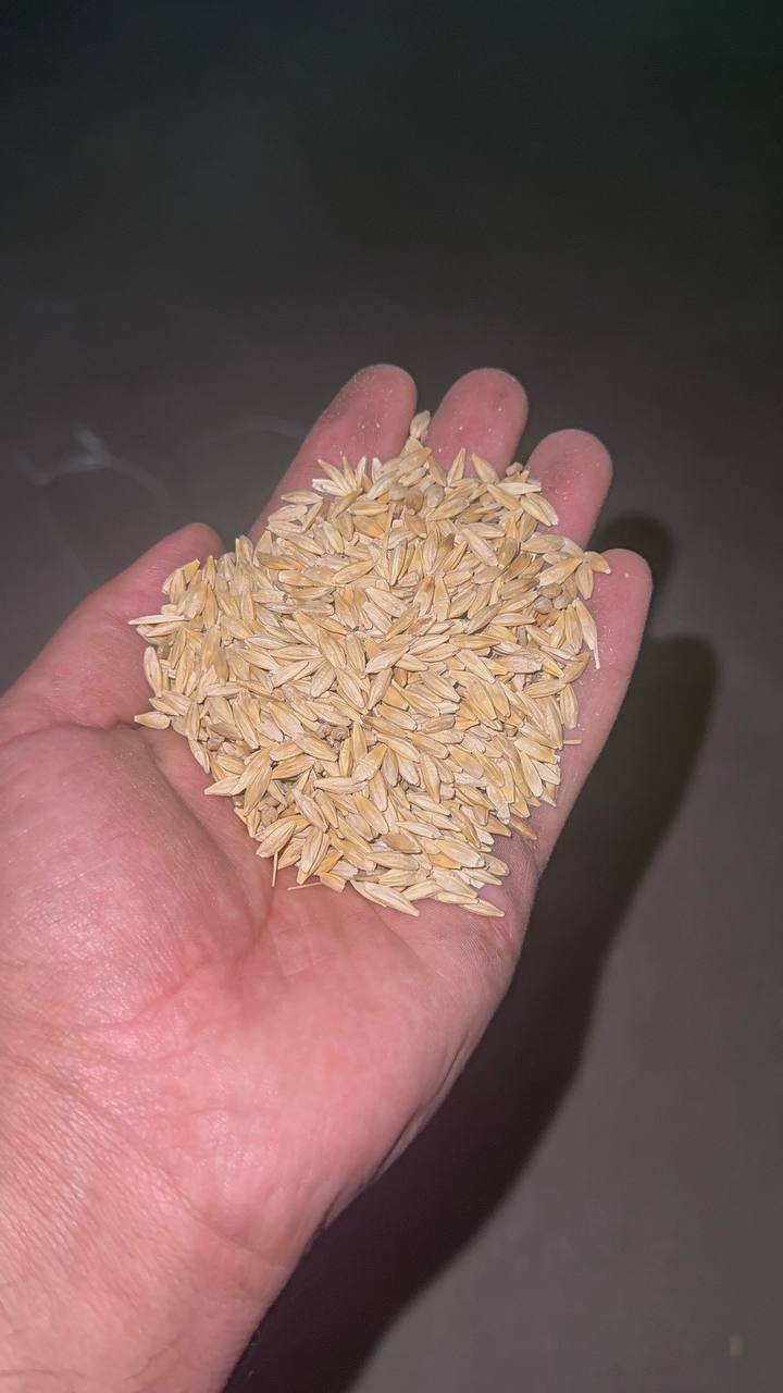Yangi Arpalarimiz keldi