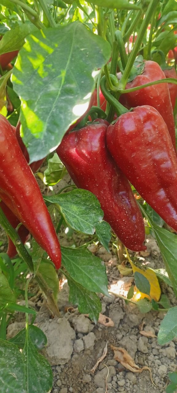 Turkiy balgar — sifatli, yangi