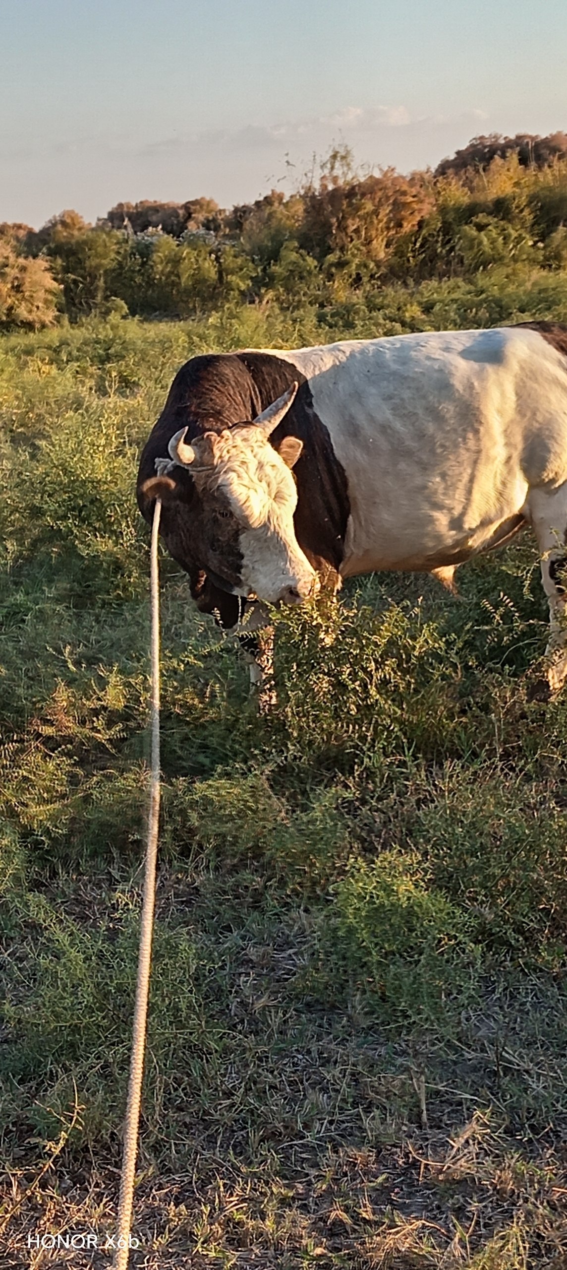 Usi bugani korgen ler barma