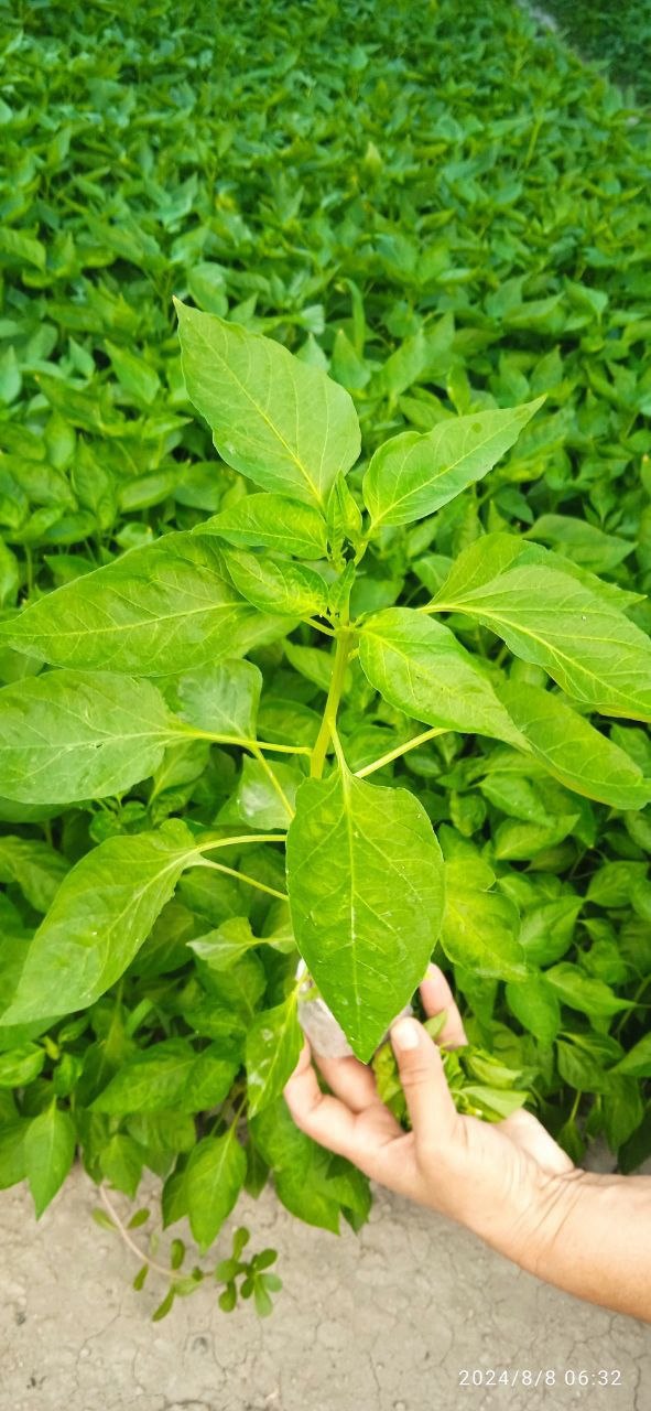 Чурний калампр кучатлари экишга таёр