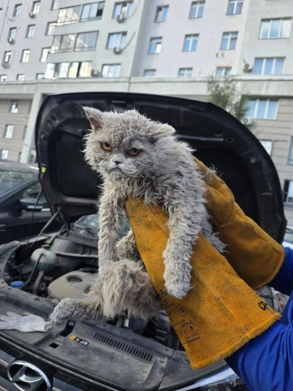Чтобы достать кота пришлось пойти на крайние меры
