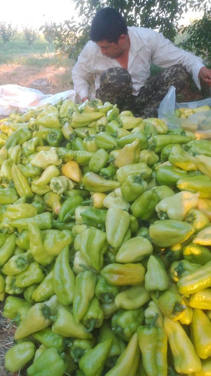 Balgar — tayyor, sifatli