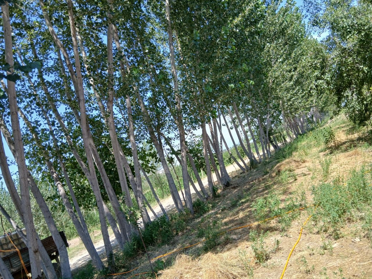 Terak — 2.5-3 qarichlik, 350 tup