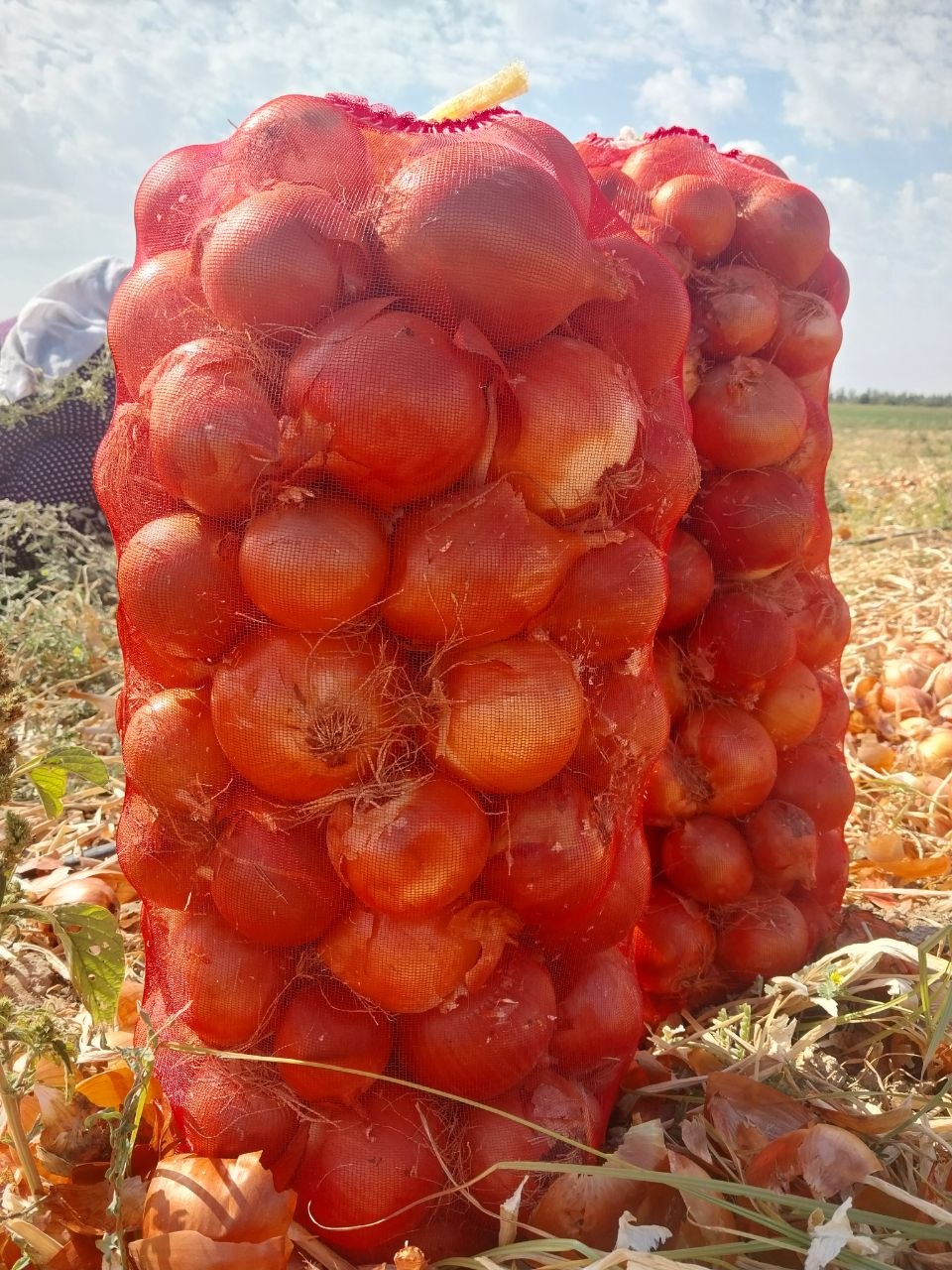 Piyoz bor