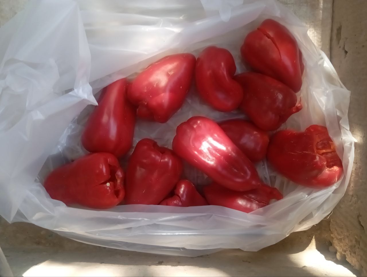 Tozalangan bolgariska — yuqori sifat