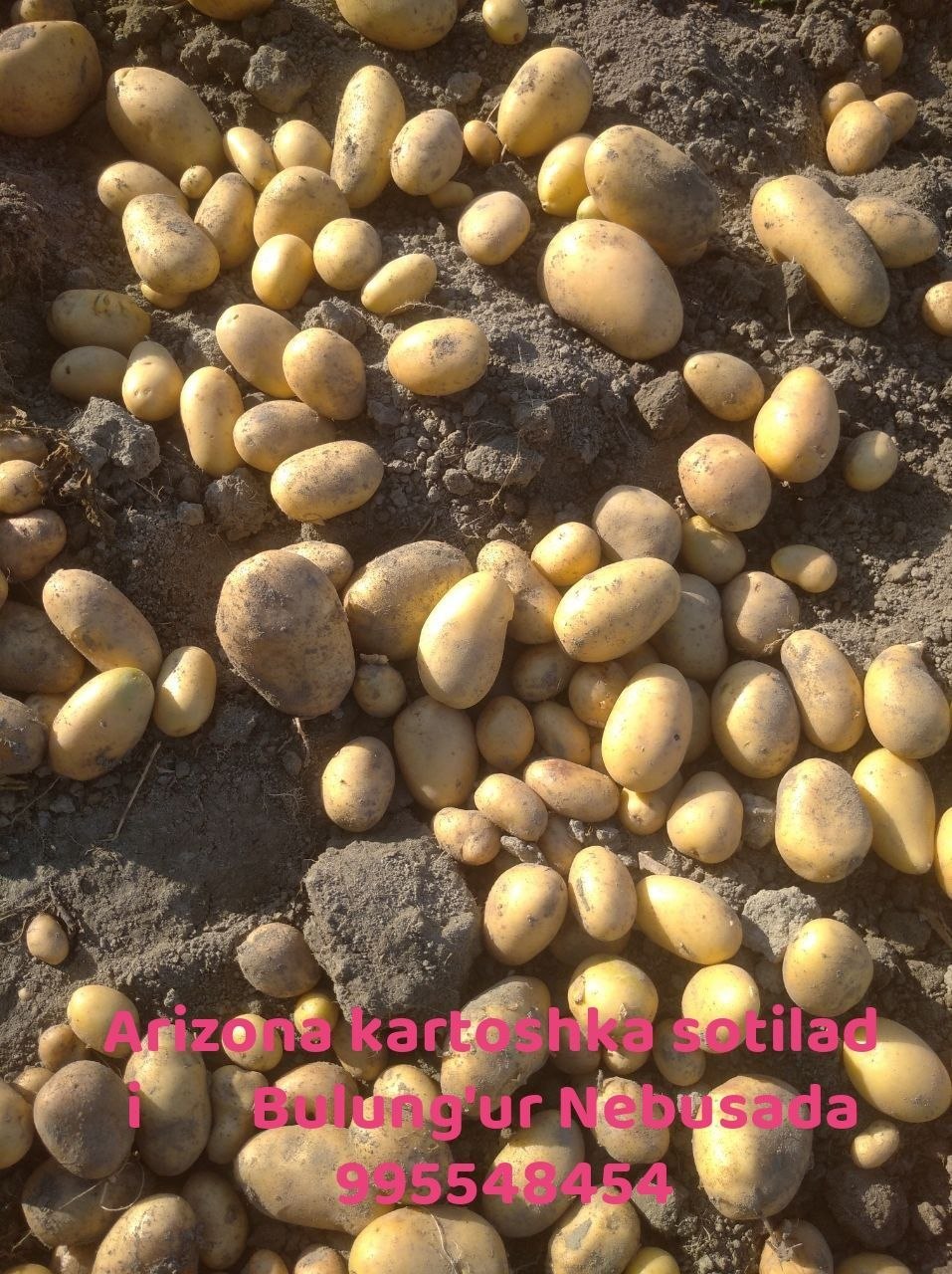 Arizona va esma