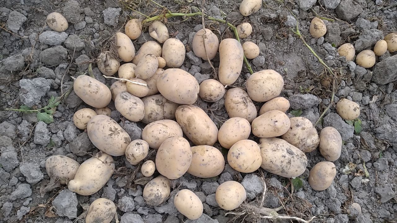 Kartoshka bor