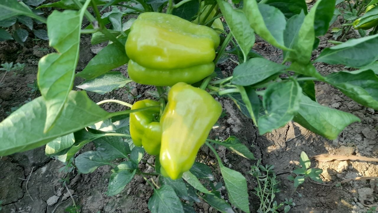 Balgar — 300-400 kg tayyor