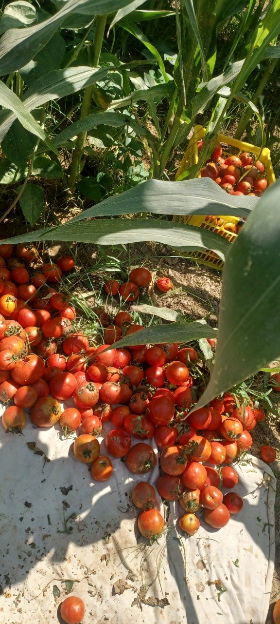 Pomidor — 200 kg atrofida