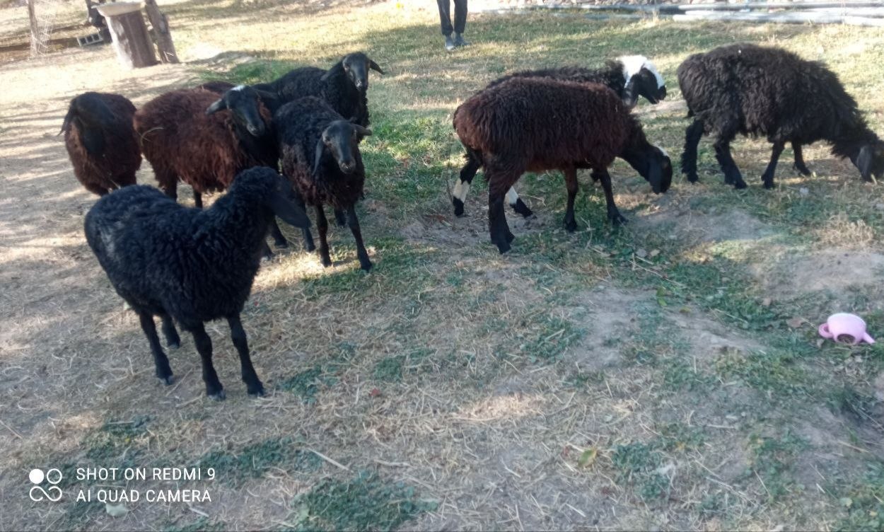 Qoʻzilar 5urgʻochi 4erkak Manzil Nakurt bektoʻpi