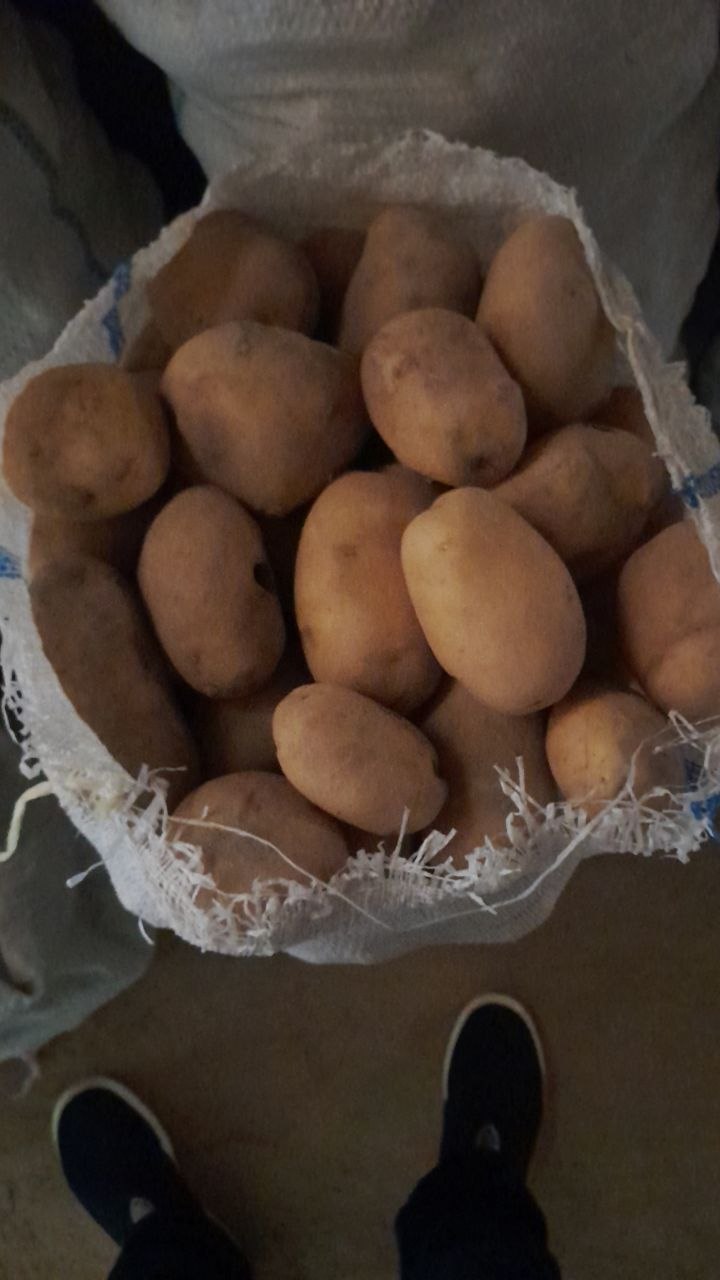 KANISTANTA KARTOSHKA BOR 4 TA KATTA QOPTA YIRIGI 2 QOP