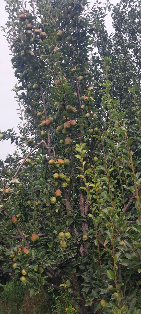 Limon nok krepson olma