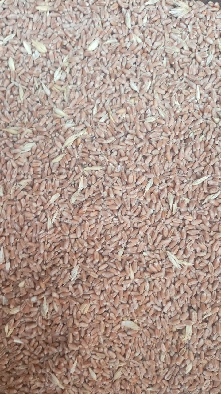 Mest buğdoy — 7 tonna, 50 kg dan