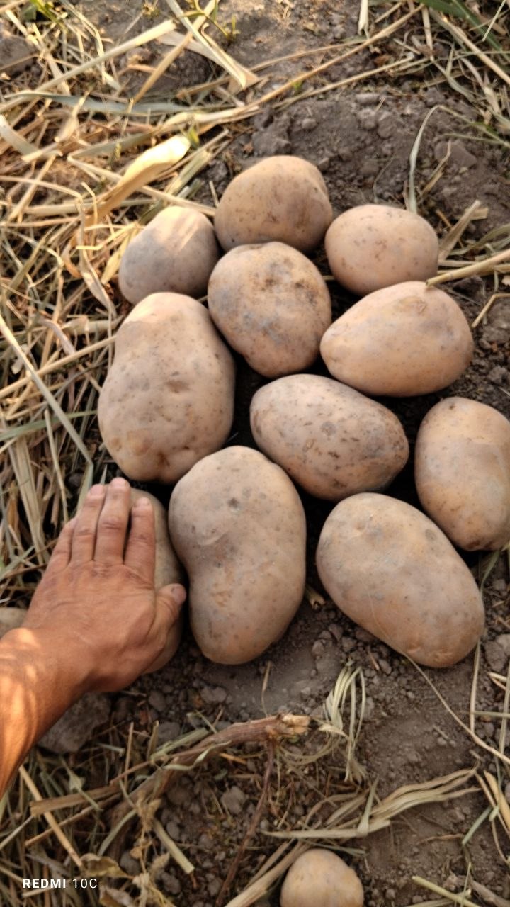 Arizona zori — sifatli va yangi