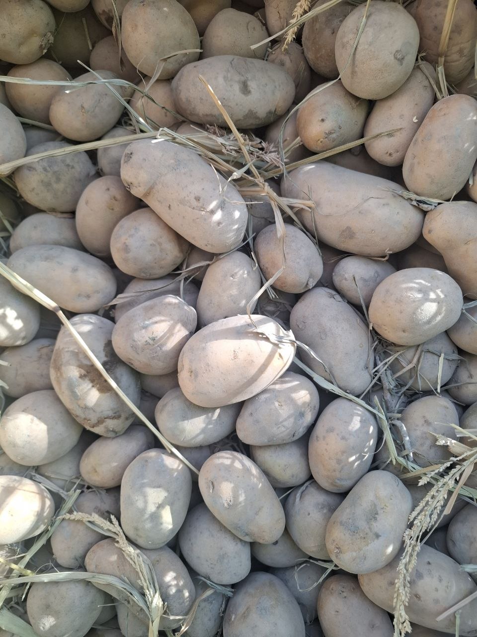 1 t paltarashka kartoshka bor arizona