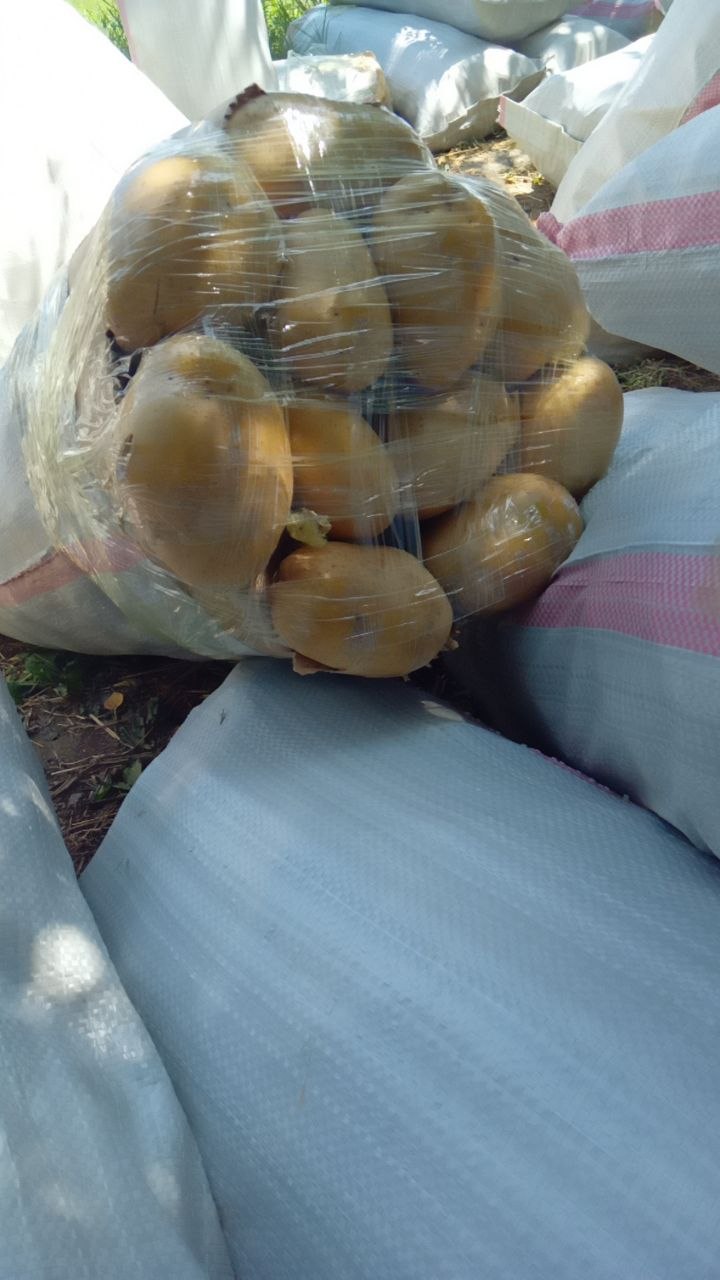 Tayyor kartoshka bor
